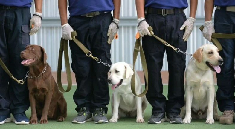 Thailand Latih Anjing Pelacak Deteksi Covid-19 di Bangkok